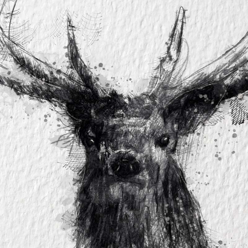 Red deer stag