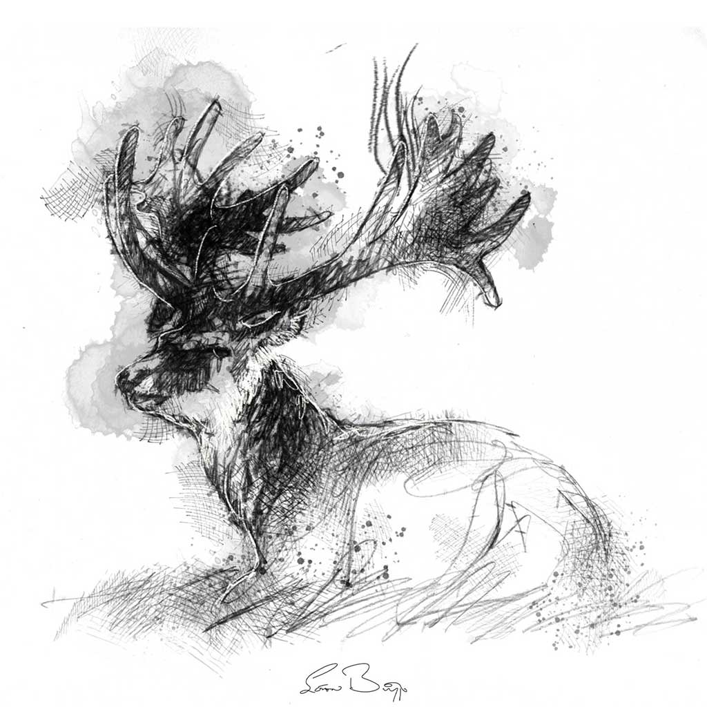 Fallow stag