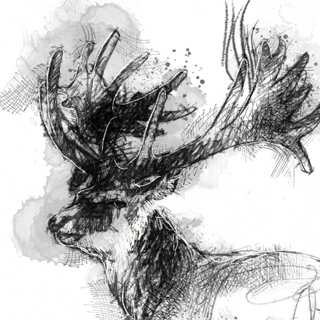 Fallow stag