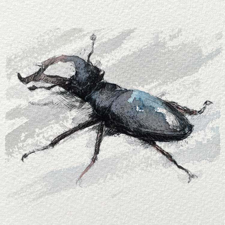 Stag beetle original mini sketch