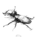 Stag beetle