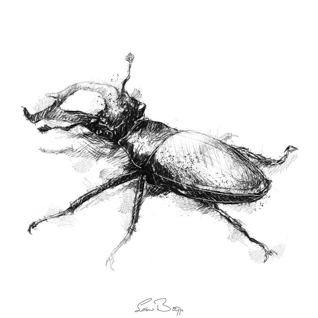 Stag beetle