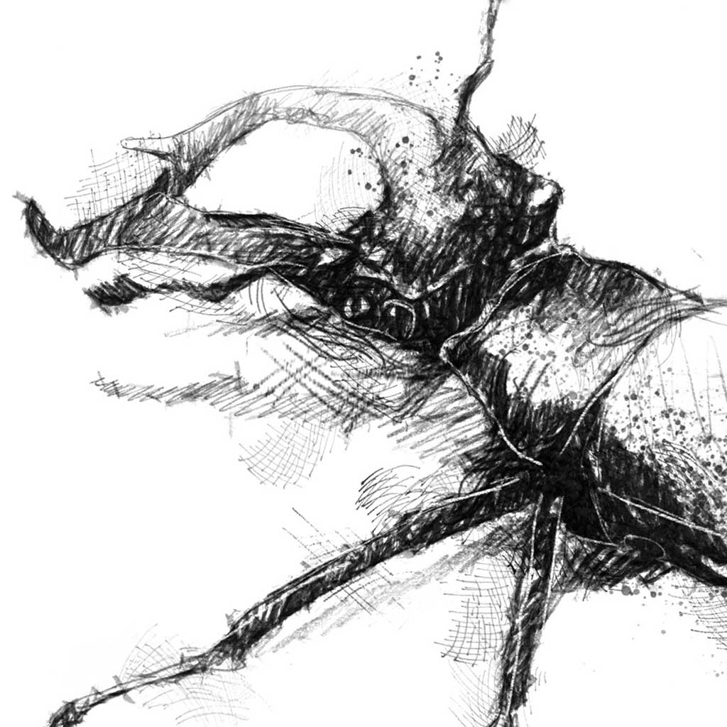 Stag beetle