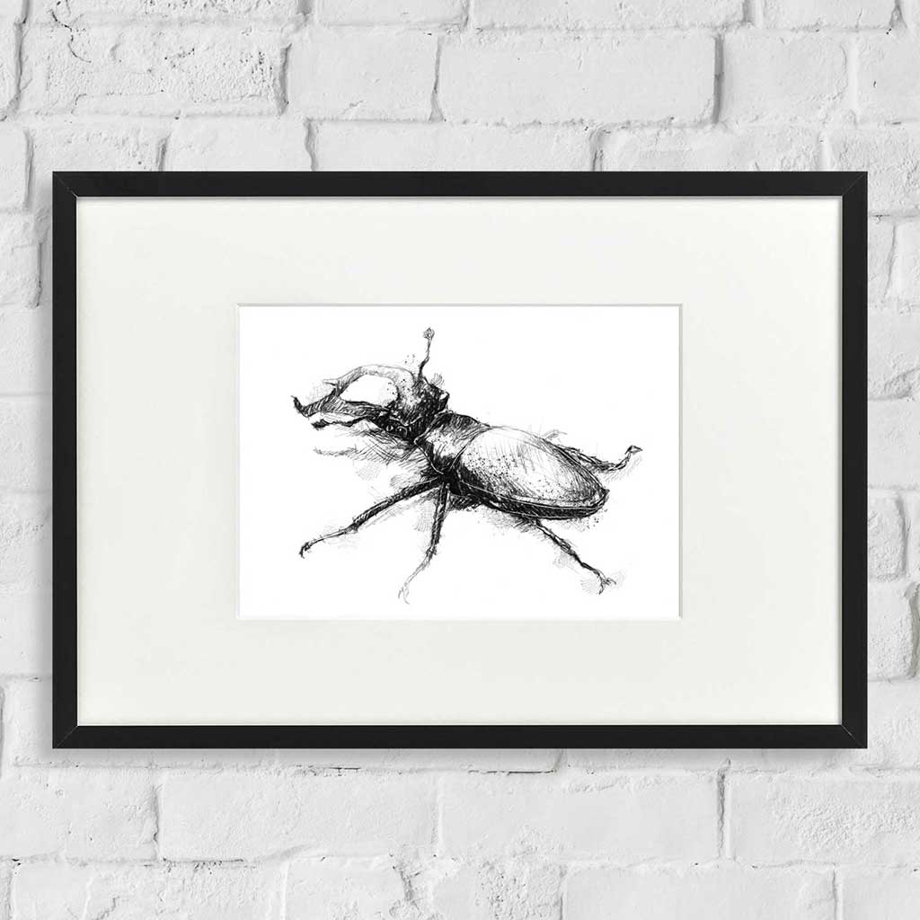 Stag beetle