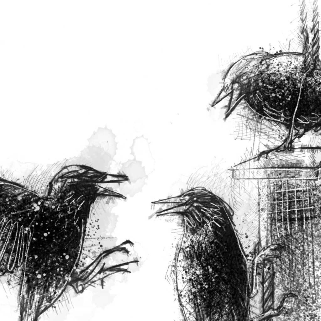 Starlings squabble - BW Sketch