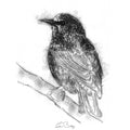 Starling