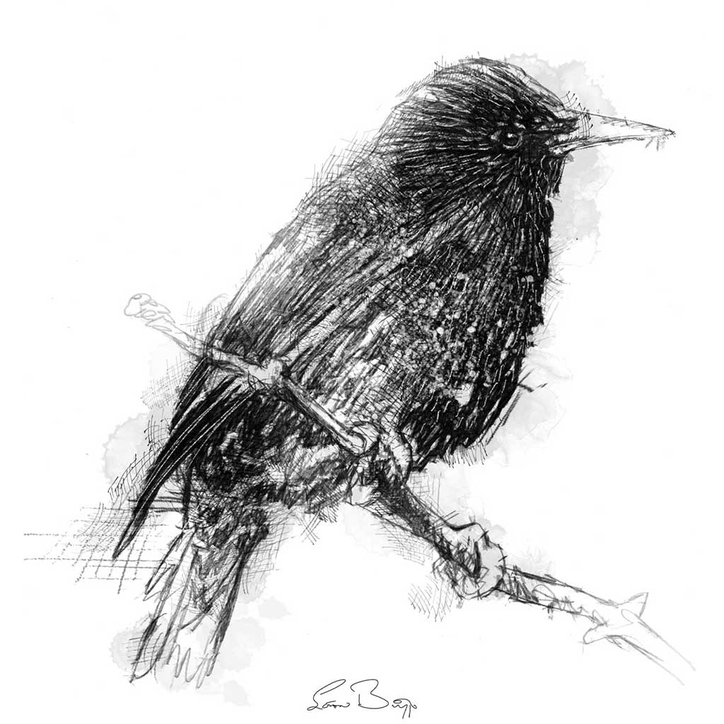 Starling
