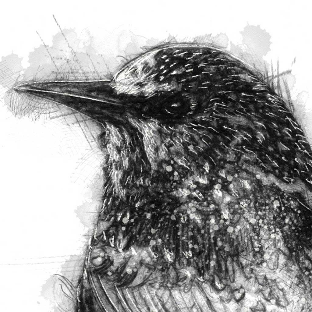 Starling