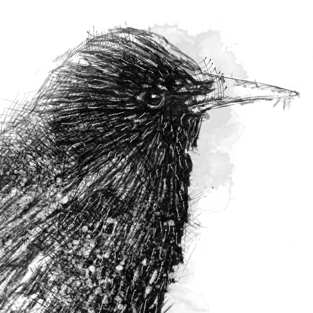 Starling