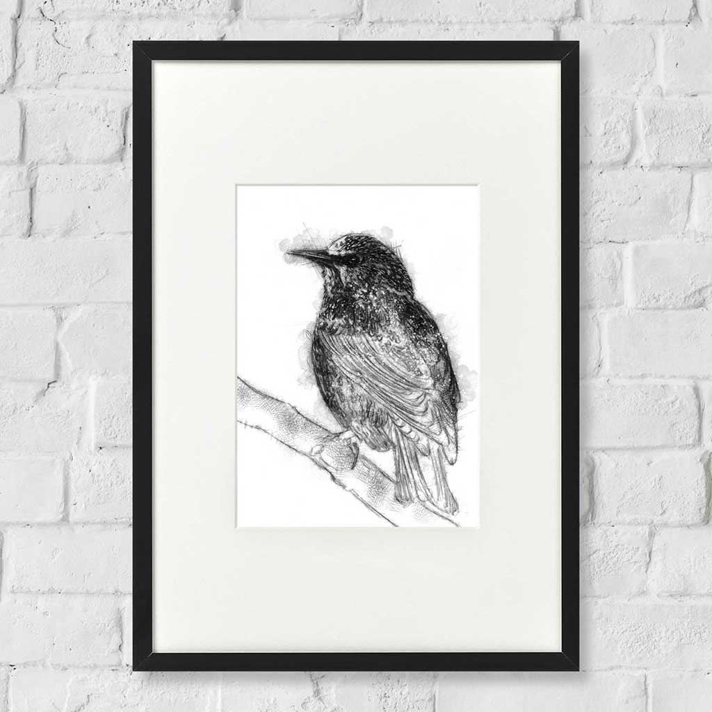 Starling