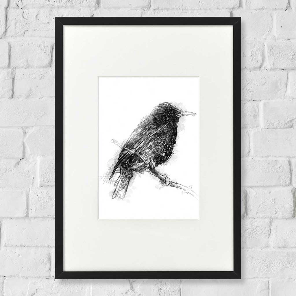 Starling