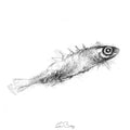 Stickelback fish