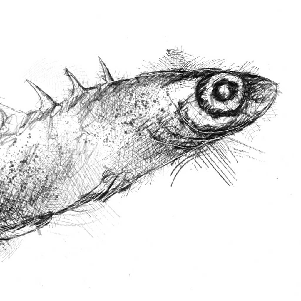 Stickelback fish