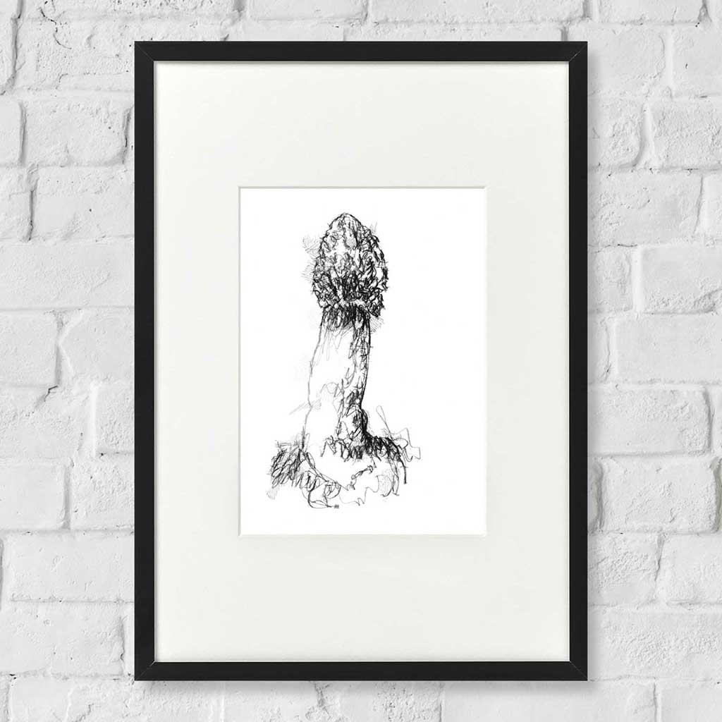 Stink horn fungi