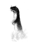 Weasel