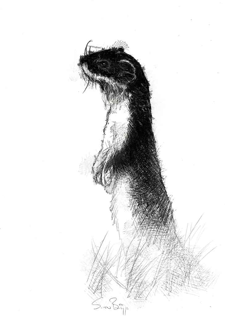 Weasel