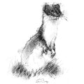 Stoat