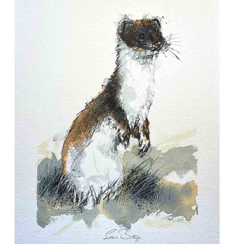 Stoat original sketch
