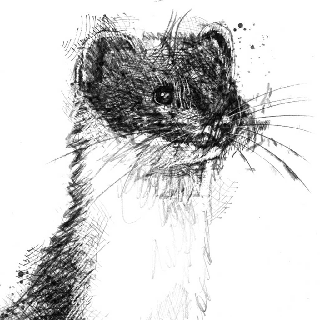 Stoat