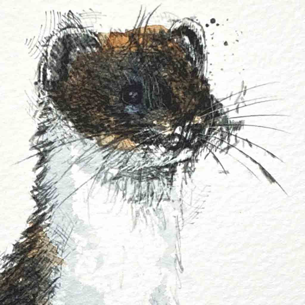 Stoat original sketch