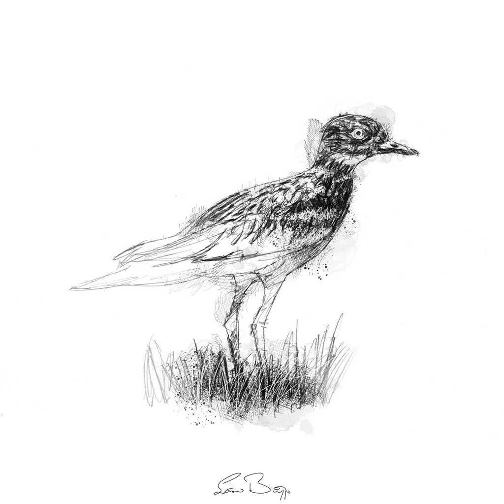 Stone curlew