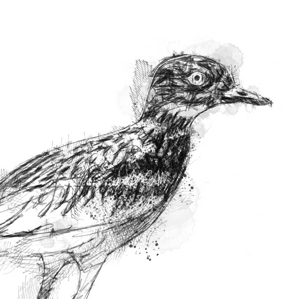 Stone curlew