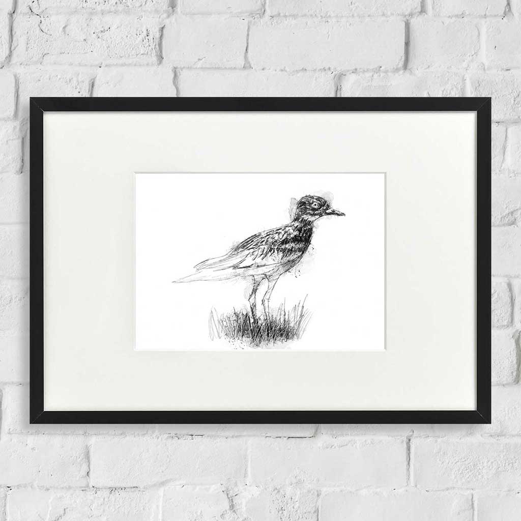 Stone curlew
