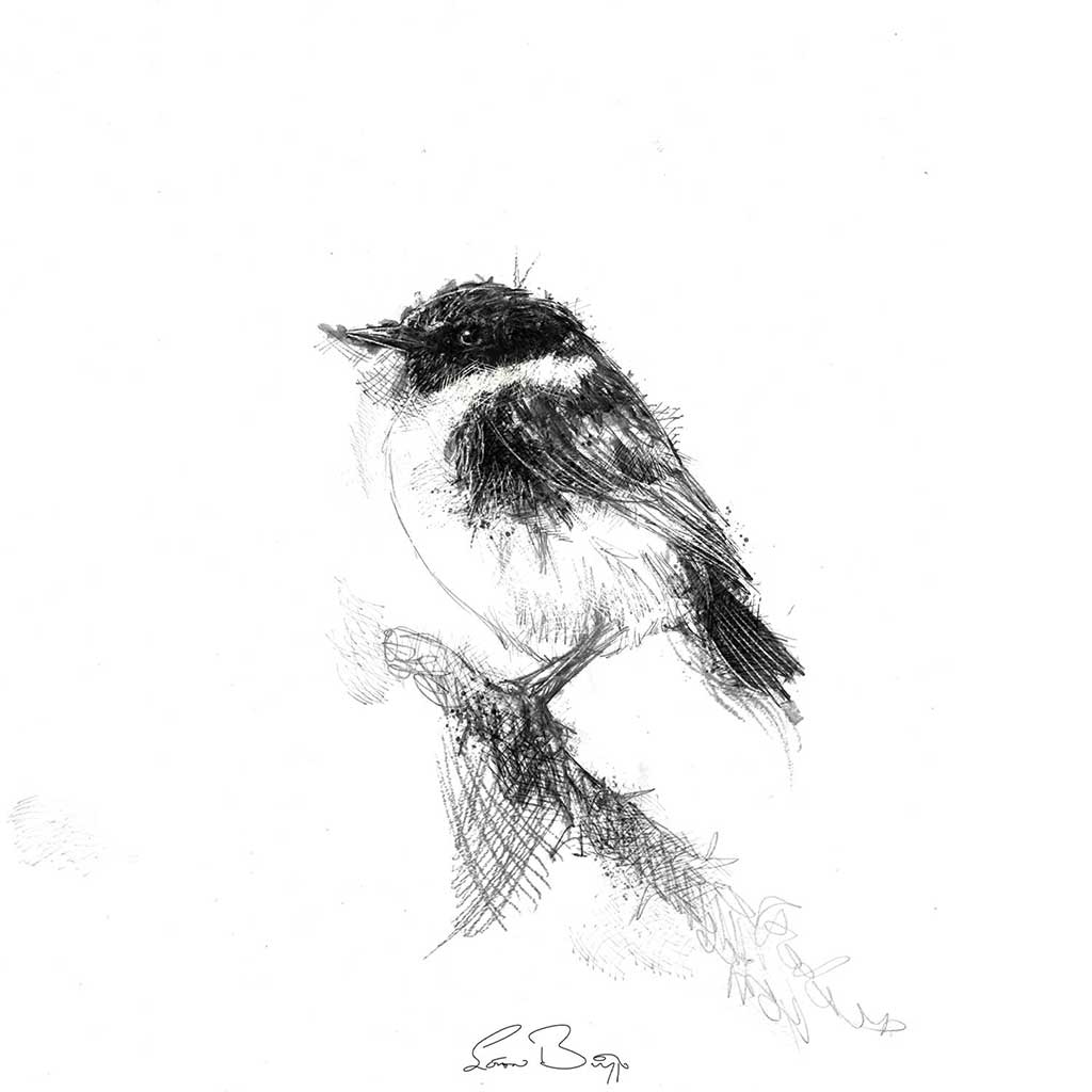 Stonechat bird