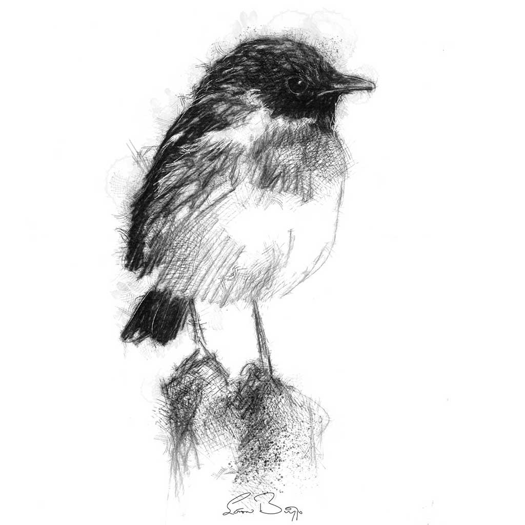 Stonechat bird