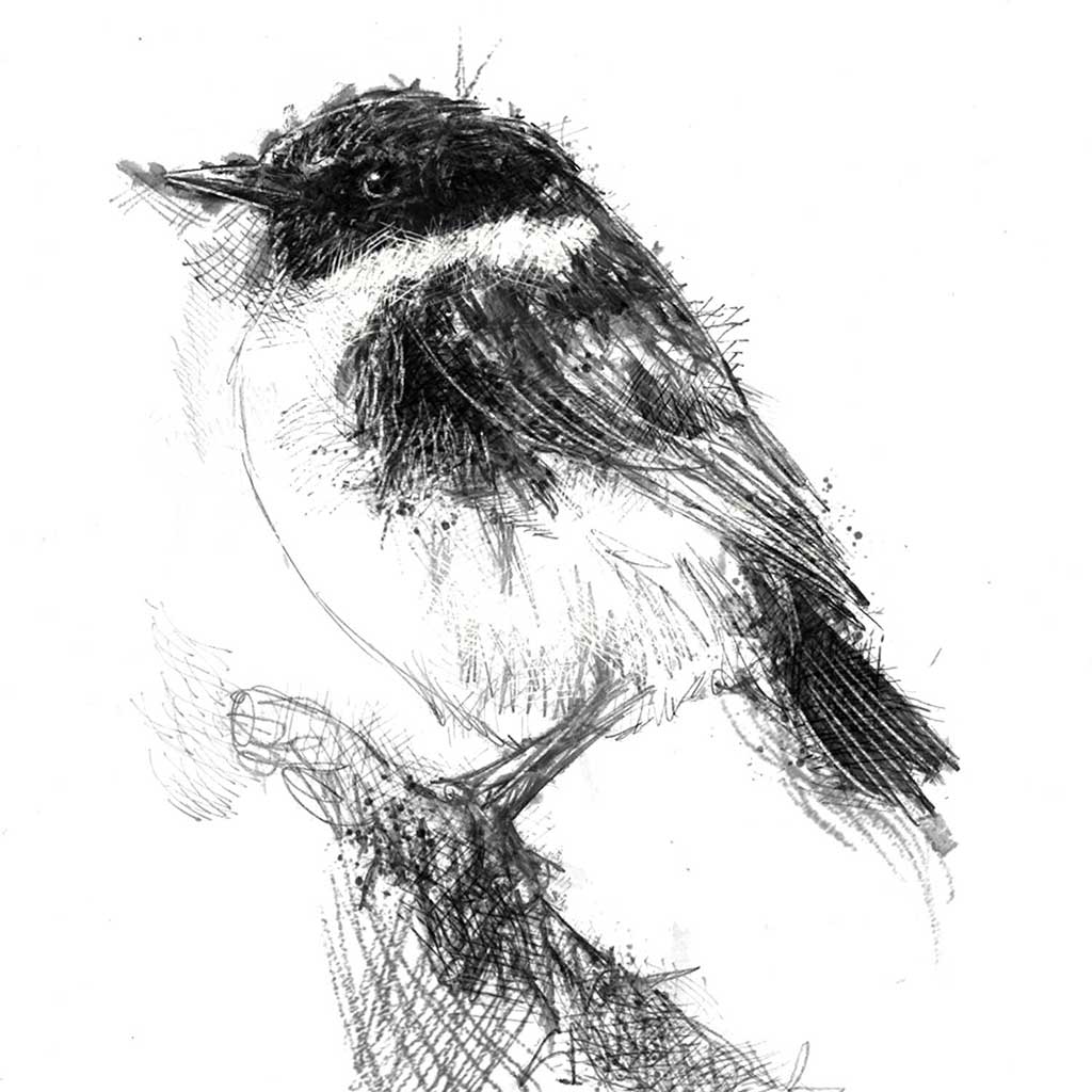 Stonechat bird