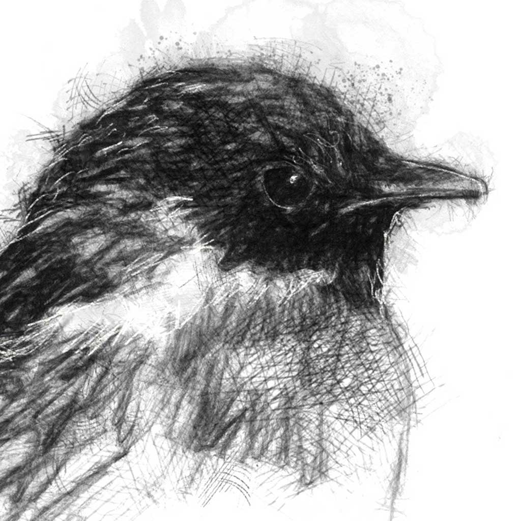 Stonechat bird