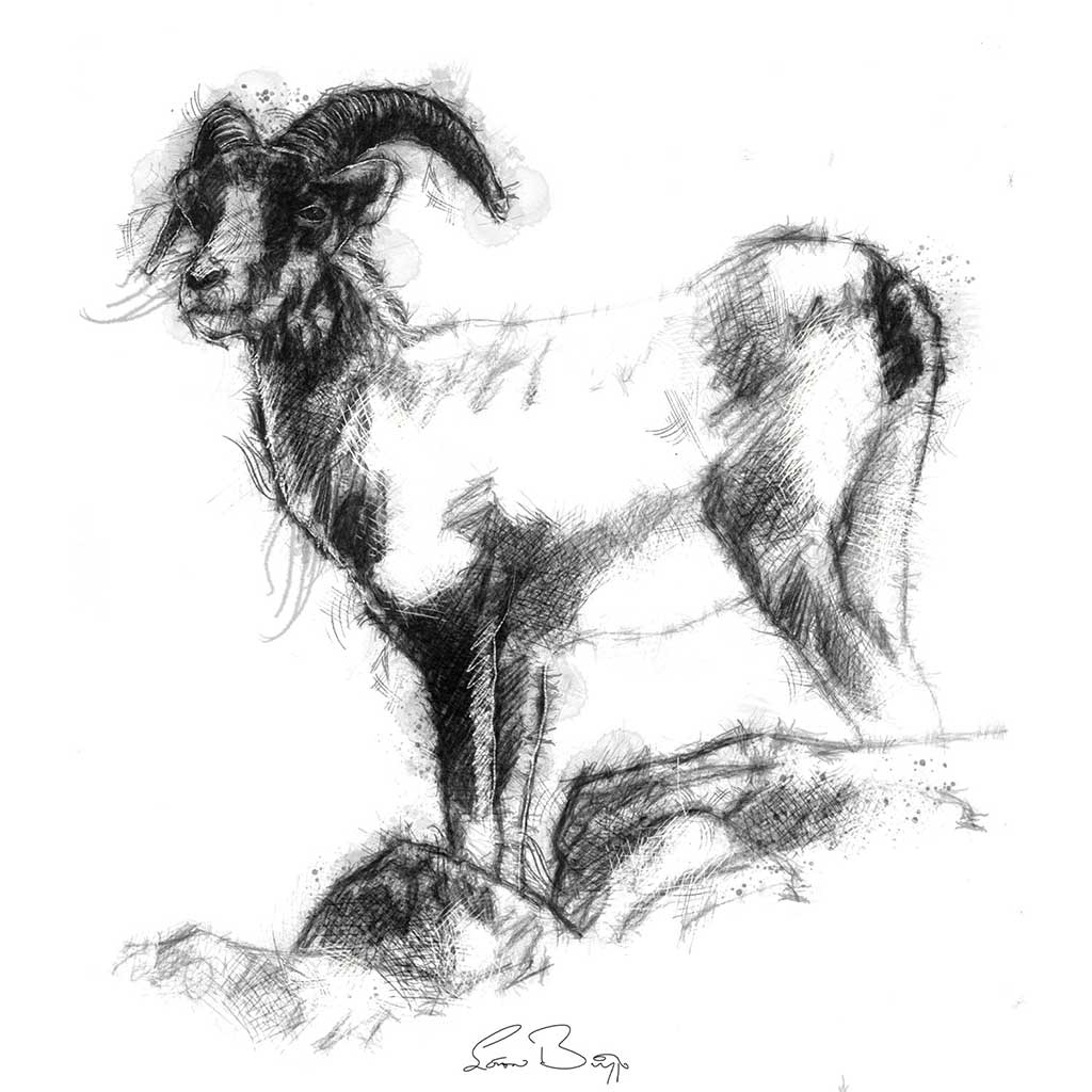 Alaskan stone sheep