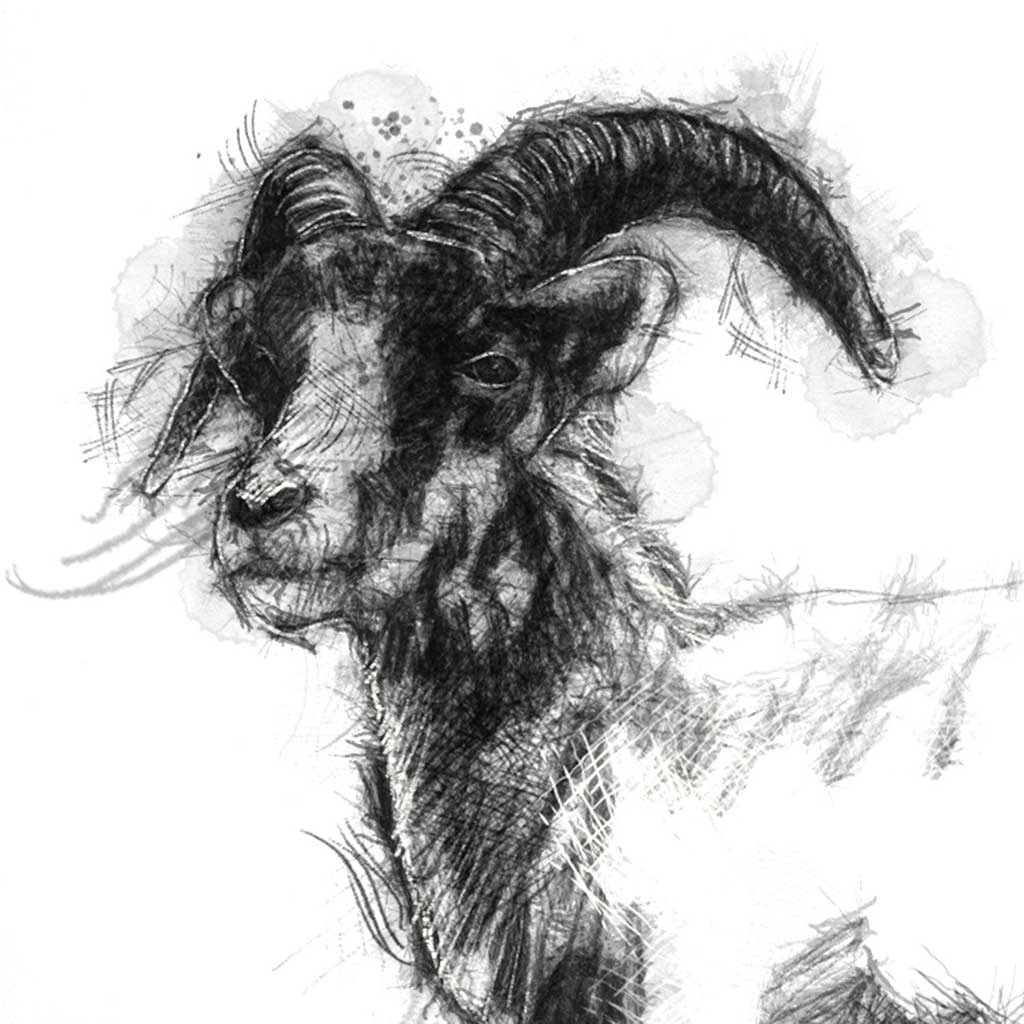 Alaskan stone sheep