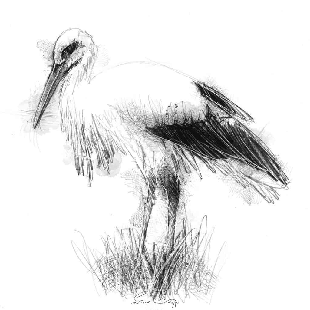 Stork sketch