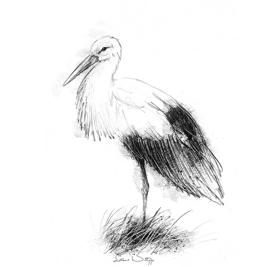 Stork