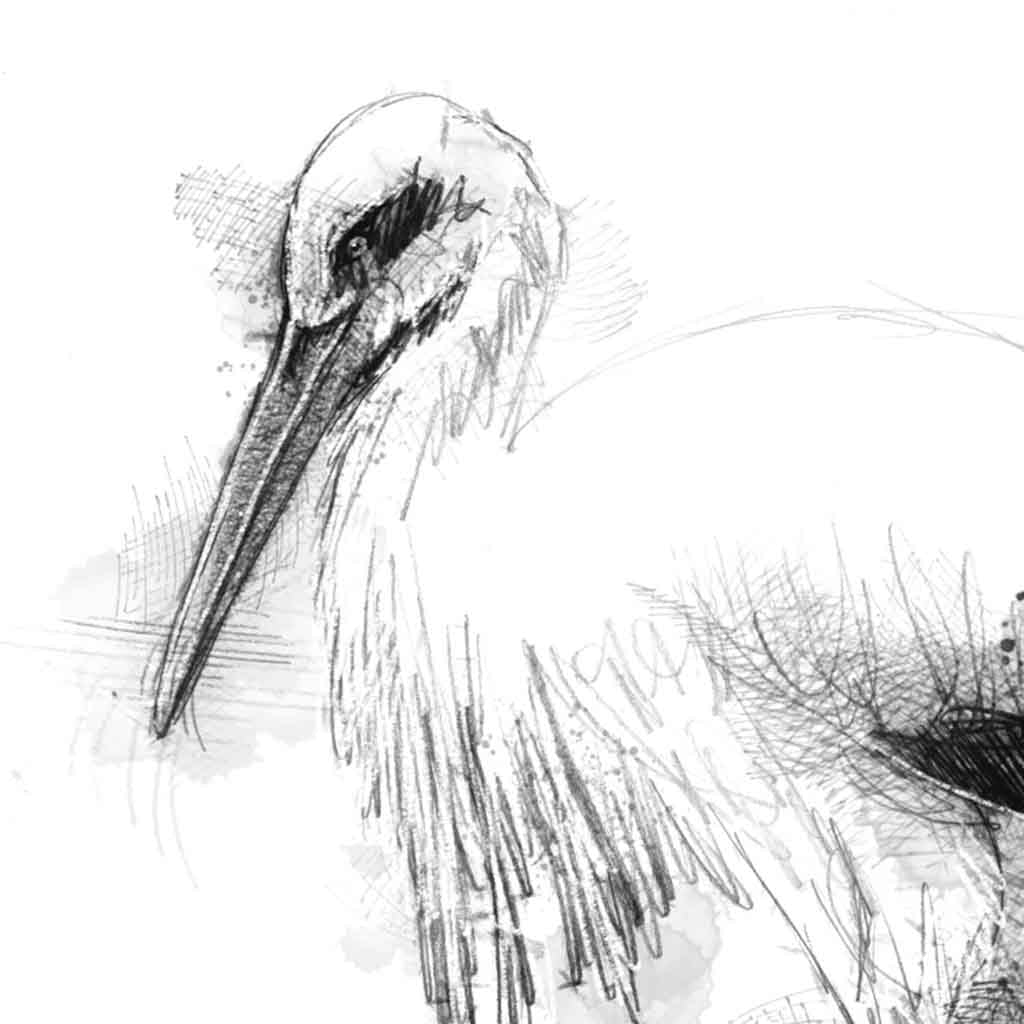 Stork sketch