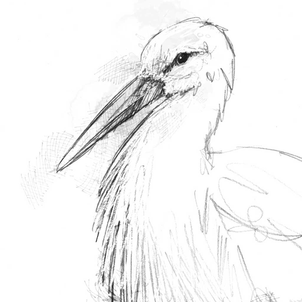 Stork