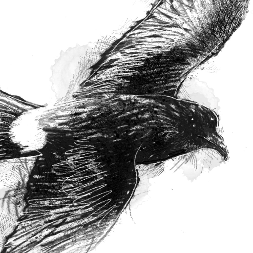 Storm petrel - BW Sketch