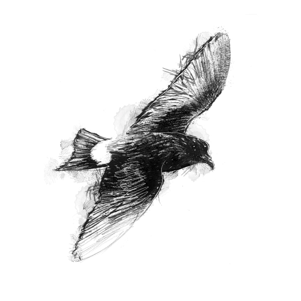 Storm petrel - BW Sketch