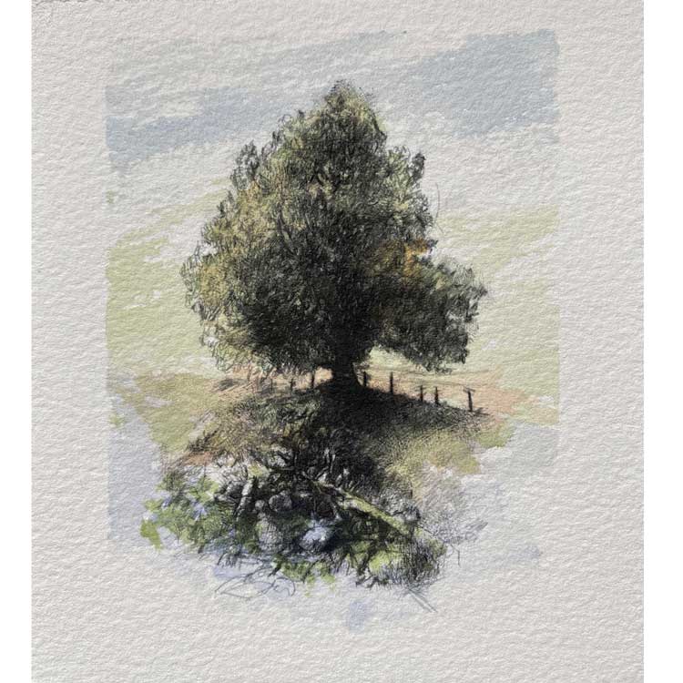 Tilberthwaite tree original sketch