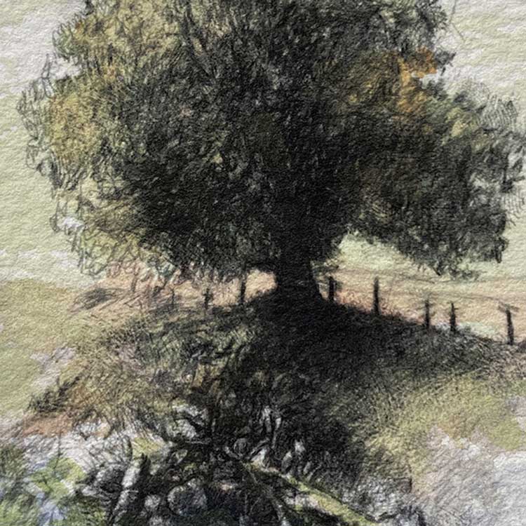 Tilberthwaite tree original sketch