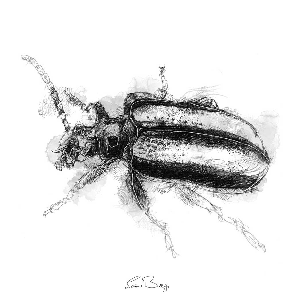 Striped beetle