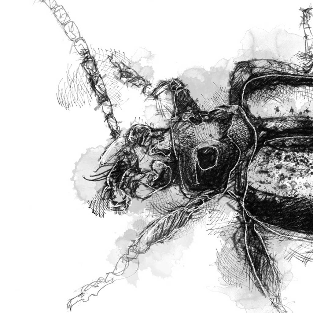 Striped beetle
