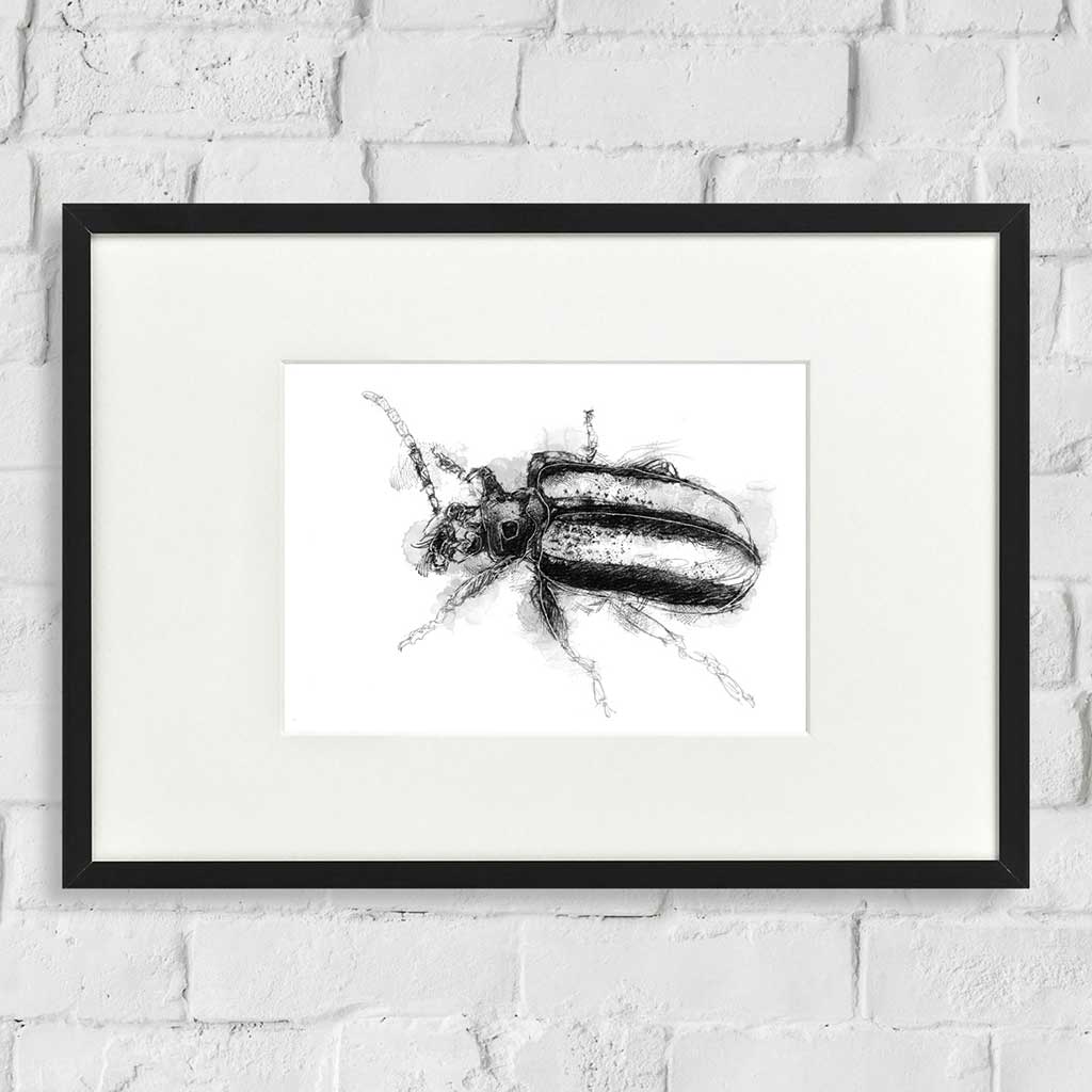 Striped beetle