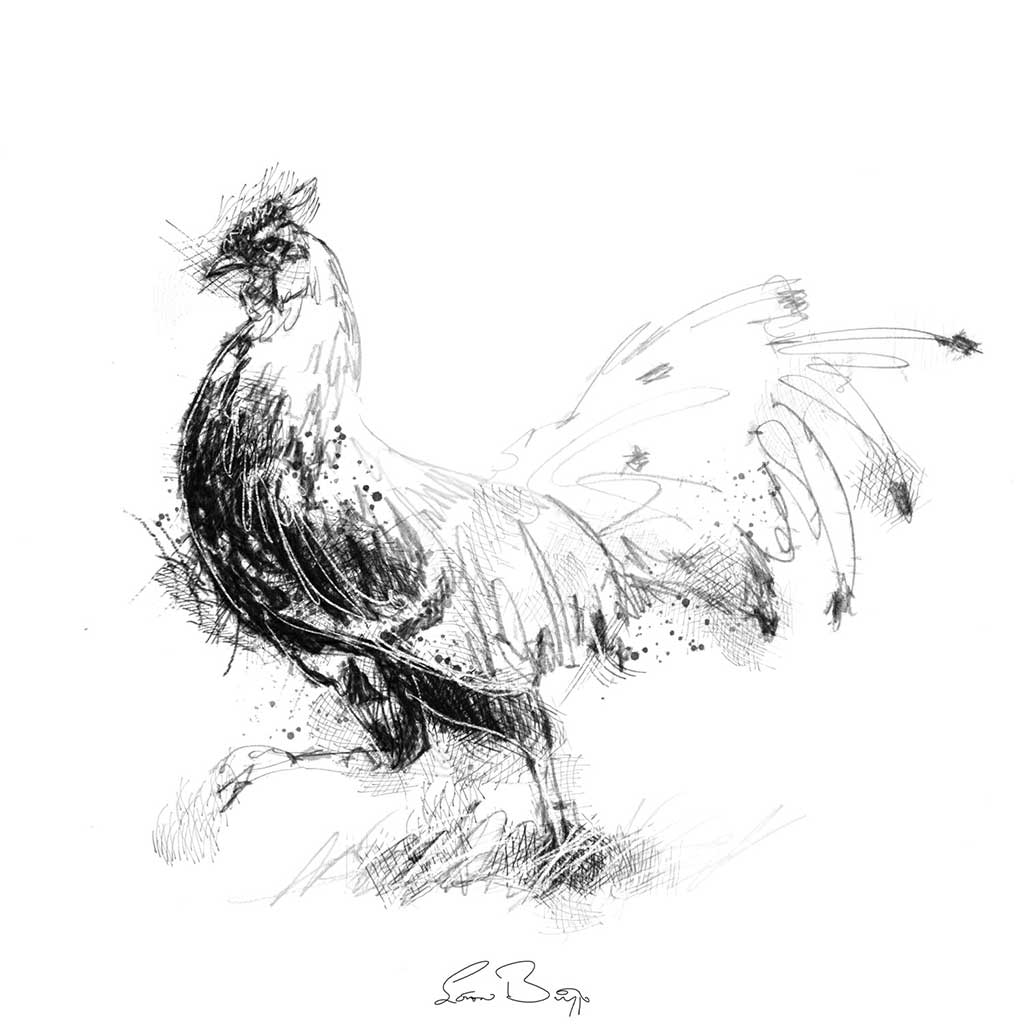Strutting cock