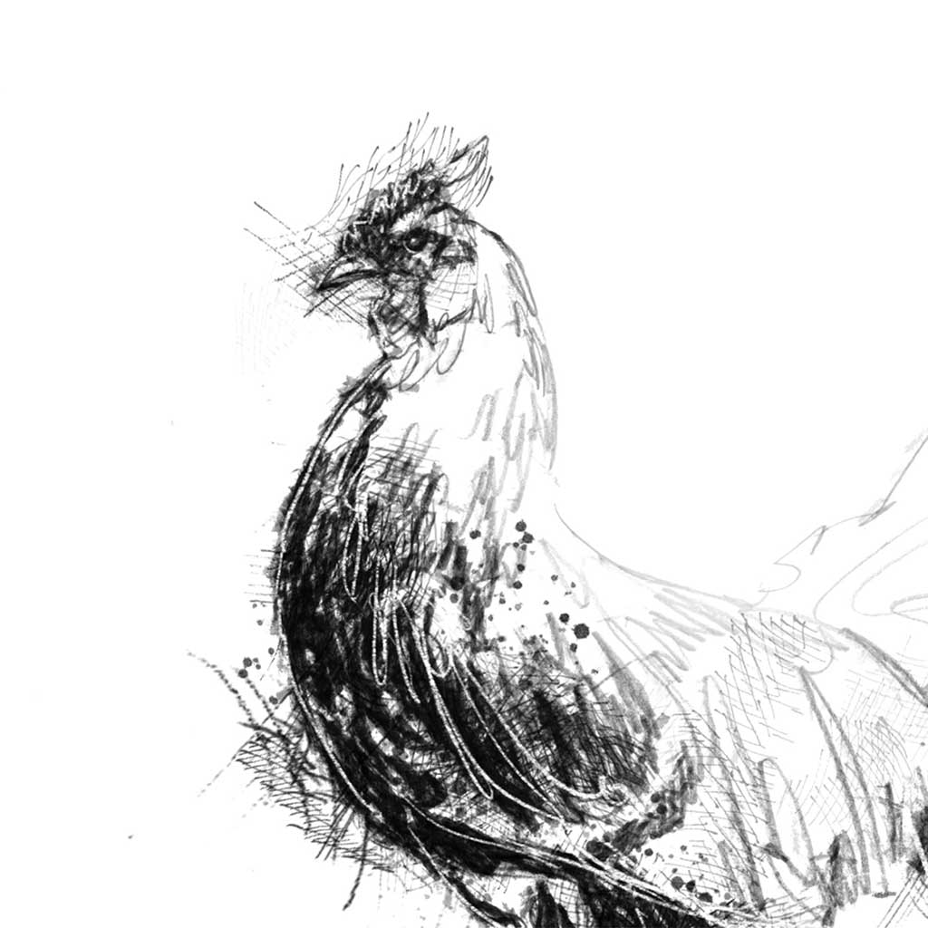 Strutting cock