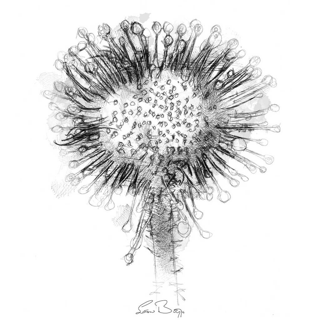 Sundew