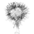 Sundew