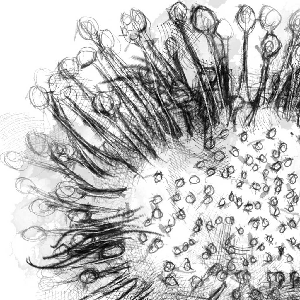 Sundew