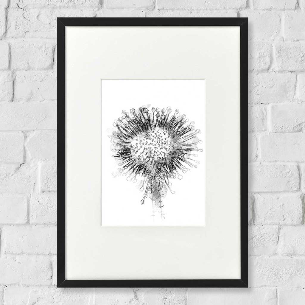 Sundew